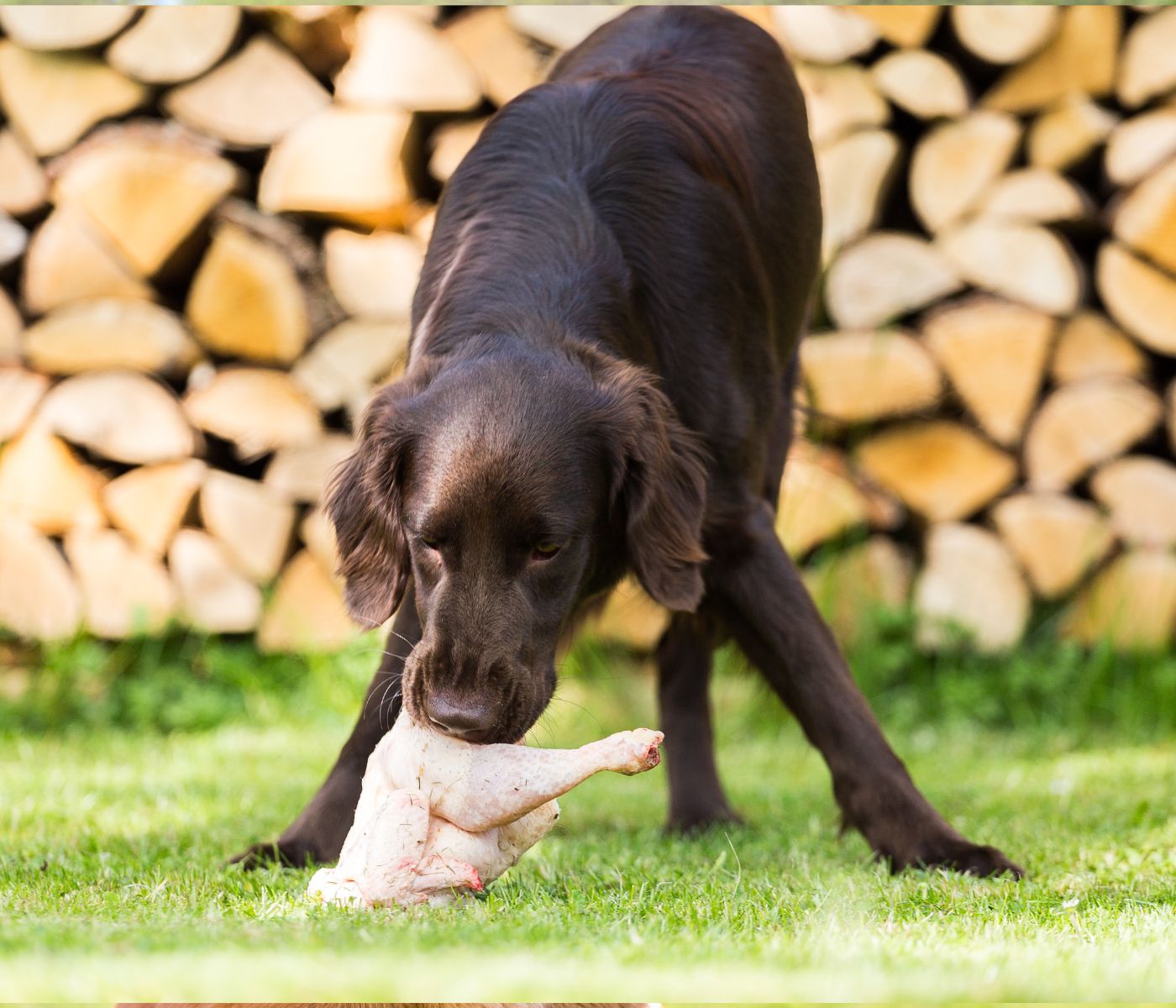 Is Chicken Skin Bad For Dogs?