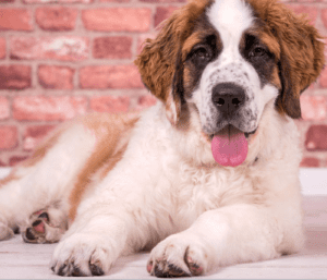 St. Bernard Pitbull Mix: Everything You Need to Know