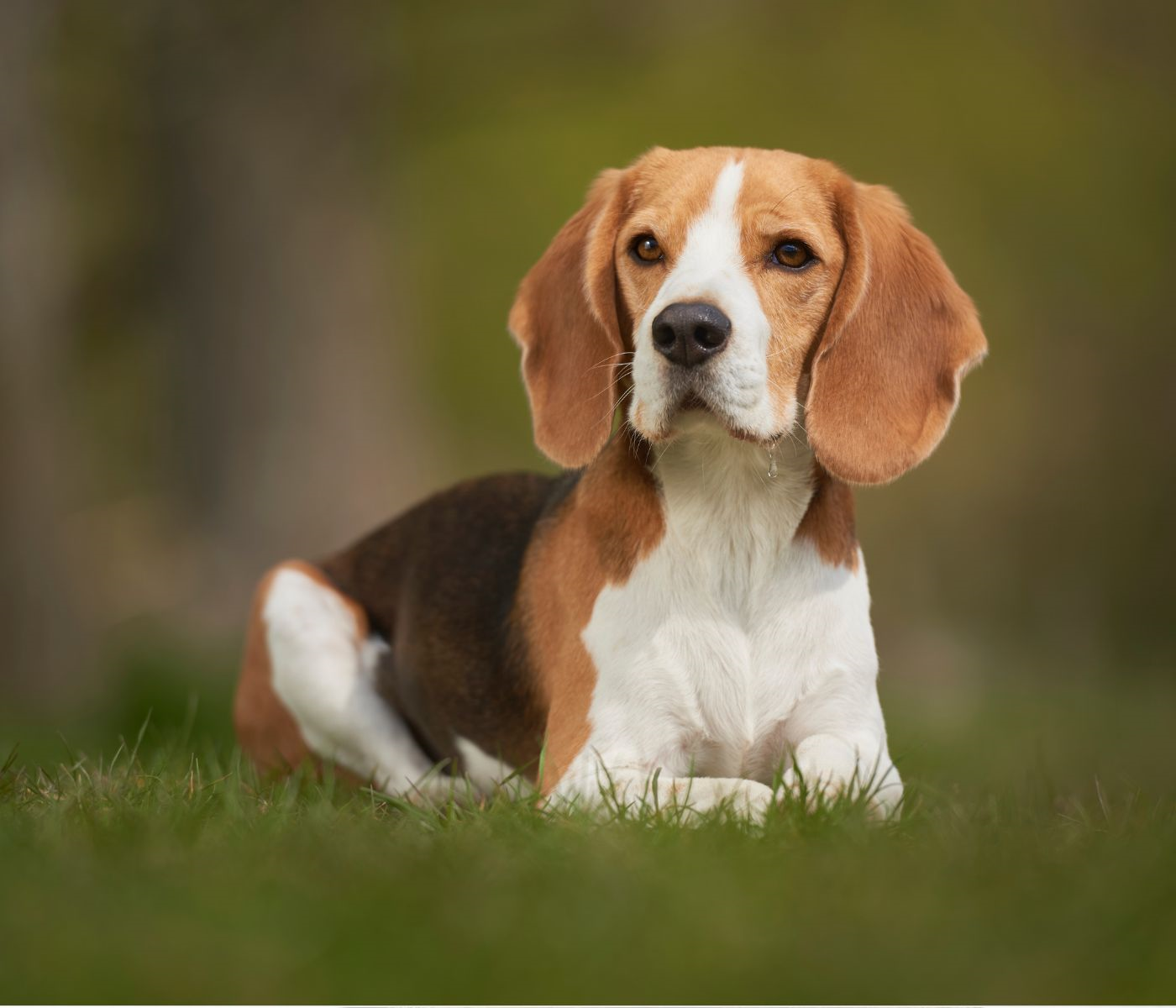 Beagle Dachshund Mix: A Complete Guide to the Doxle