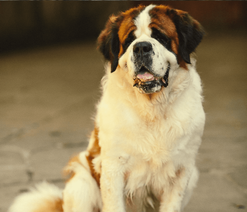 St. Bernard Pitbull Mix: Everything You Need to Know