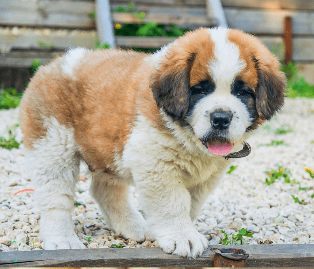 St. Bernard Pitbull Mix: Everything You Need to Know