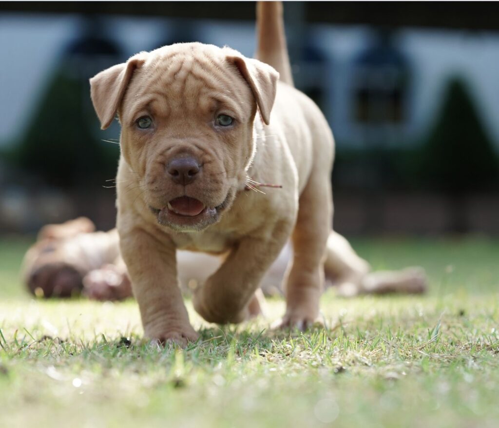 American Bulldog Pitbull Mix: Everything You Need to Know