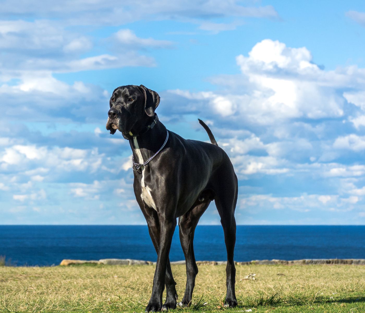 Great Dane Pitbull Mix: A Guide to Unique Breed