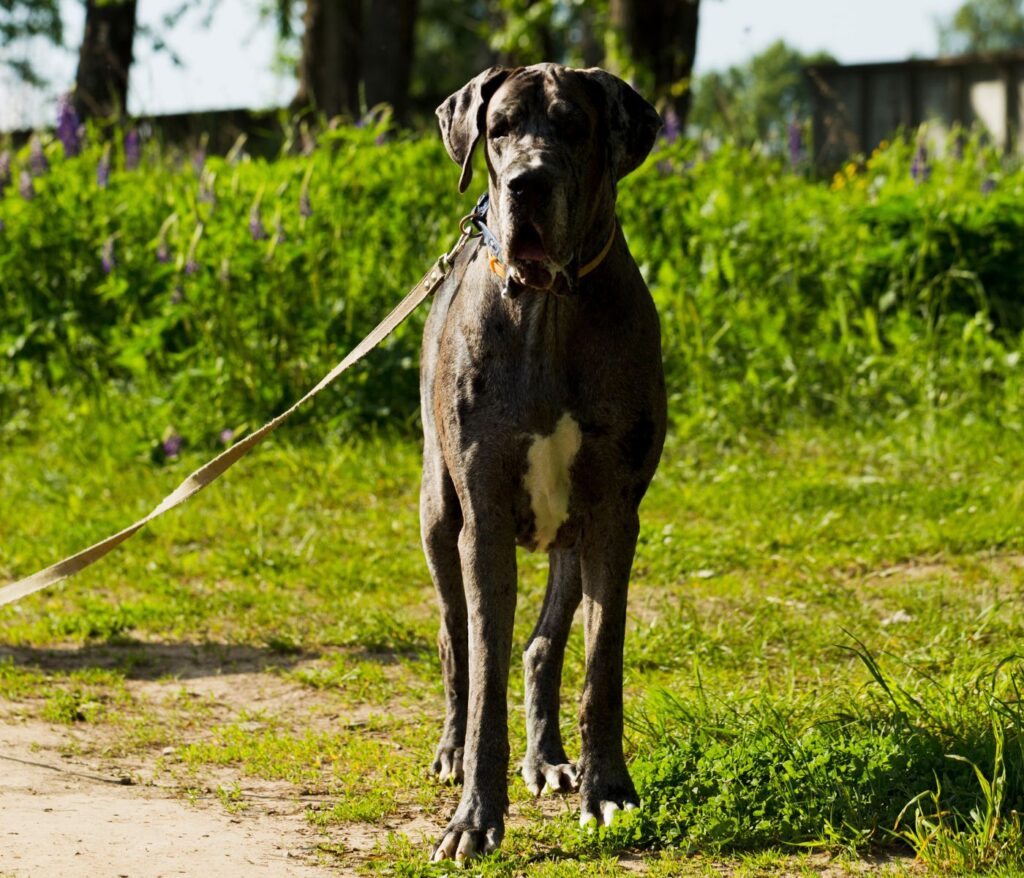 Great Dane Pitbull Mix: A Guide to Unique Breed