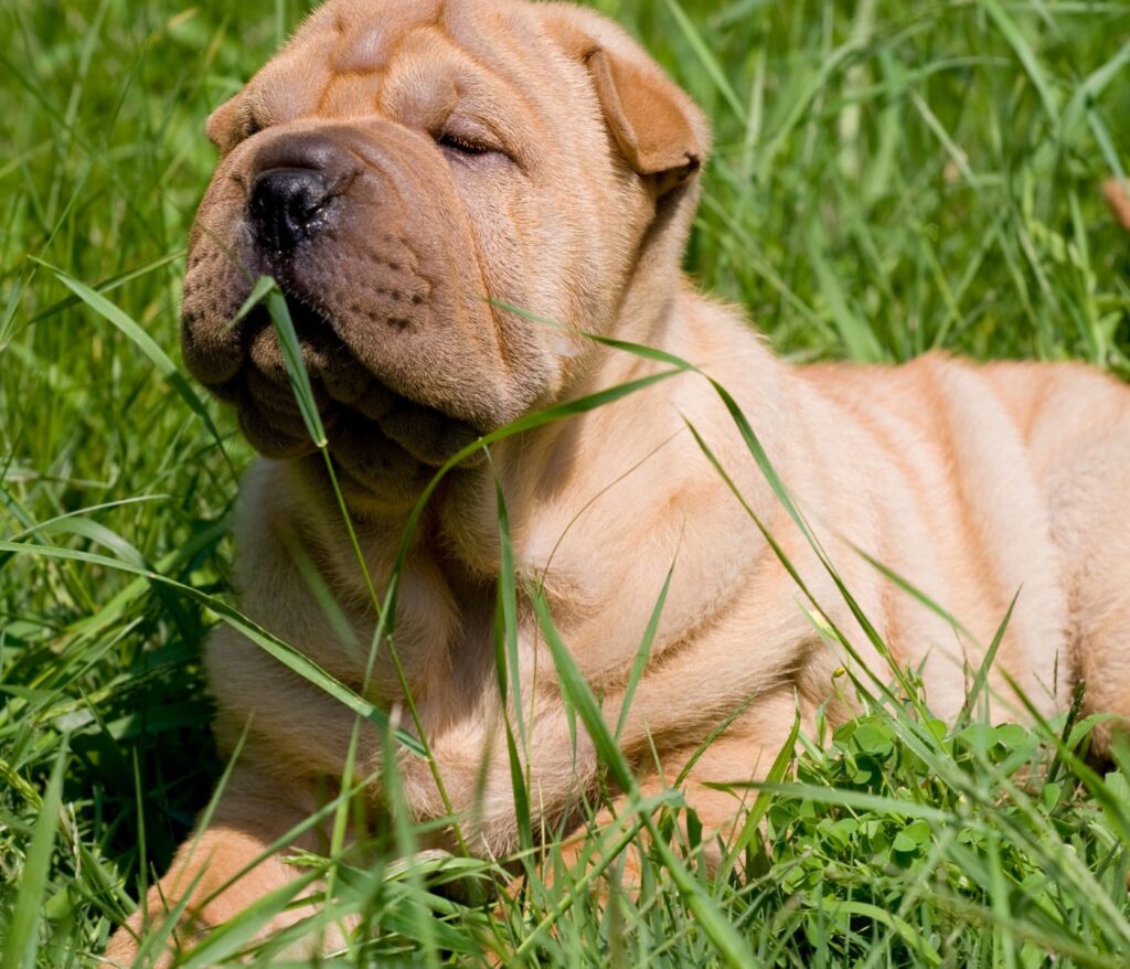 Dachshund Shar Pei Mix: All about This Unique Designer Dog