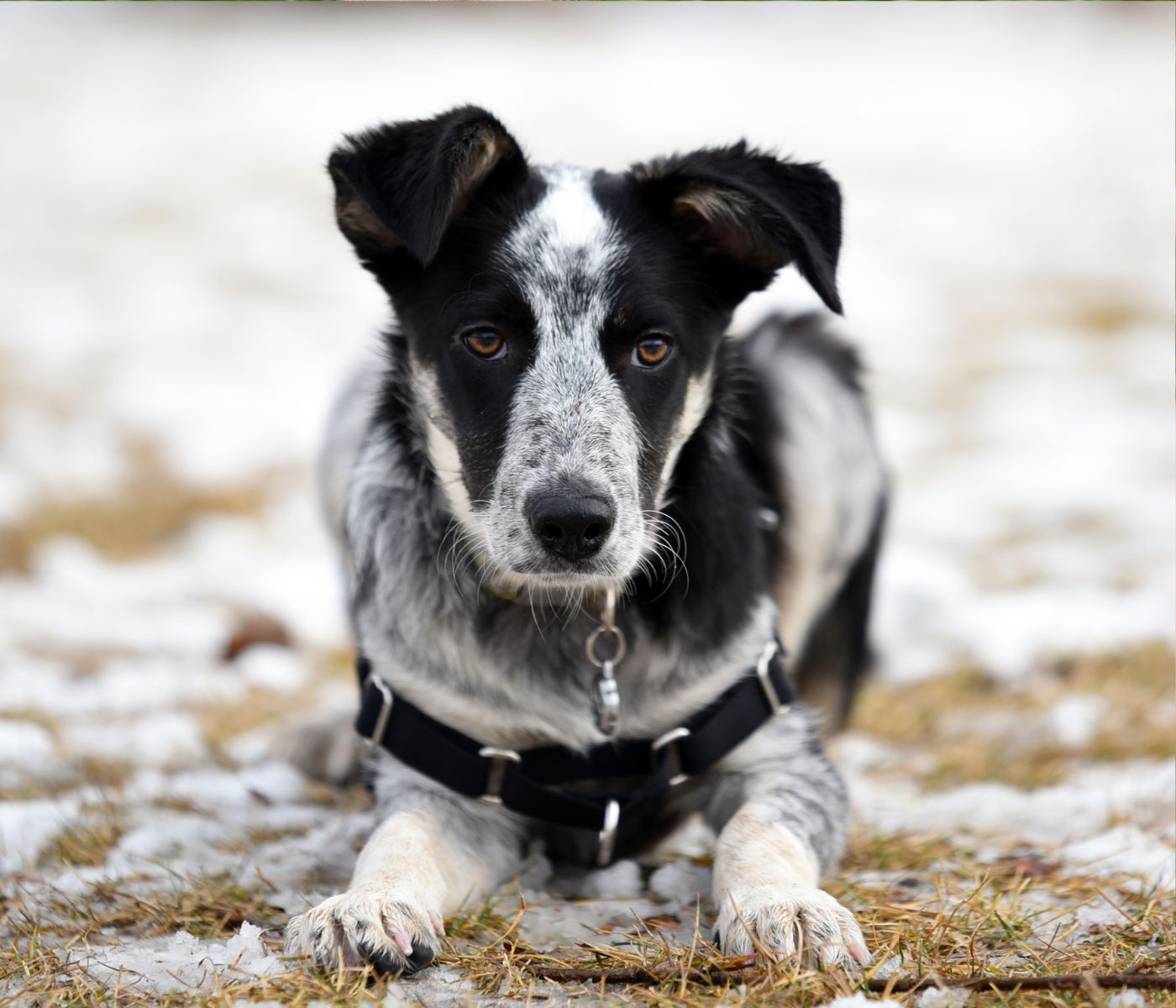 Blue Heeler Border collie Mix: All You Need to Know about This Smart and Energetic Pooch