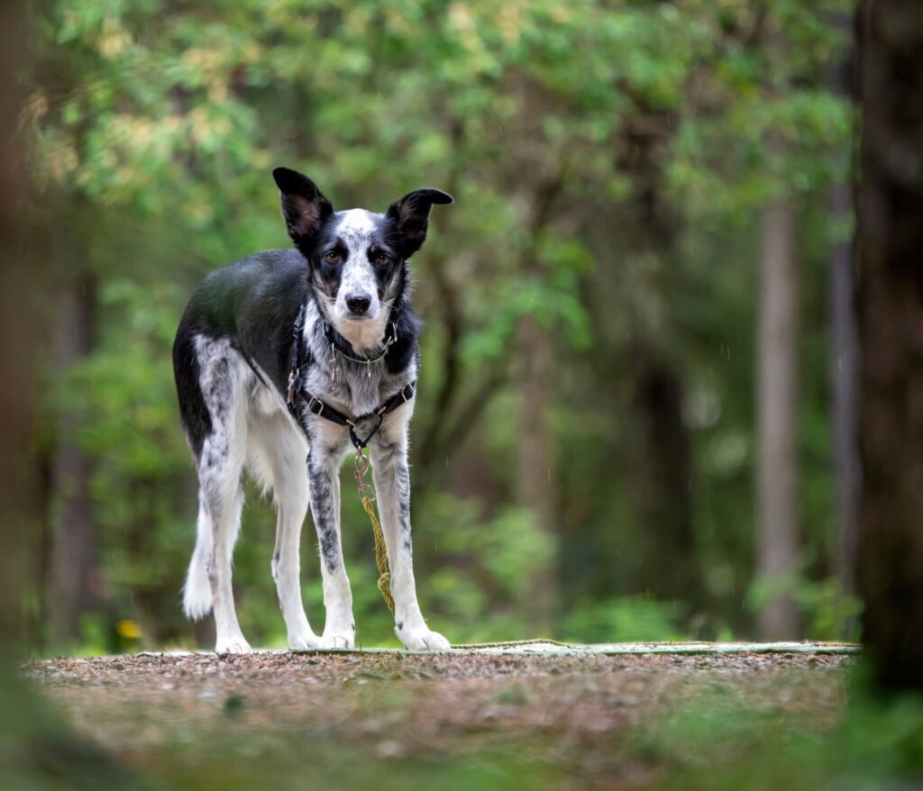 Blue Heeler Border collie Mix: All You Need to Know about This Smart and Energetic Pooch