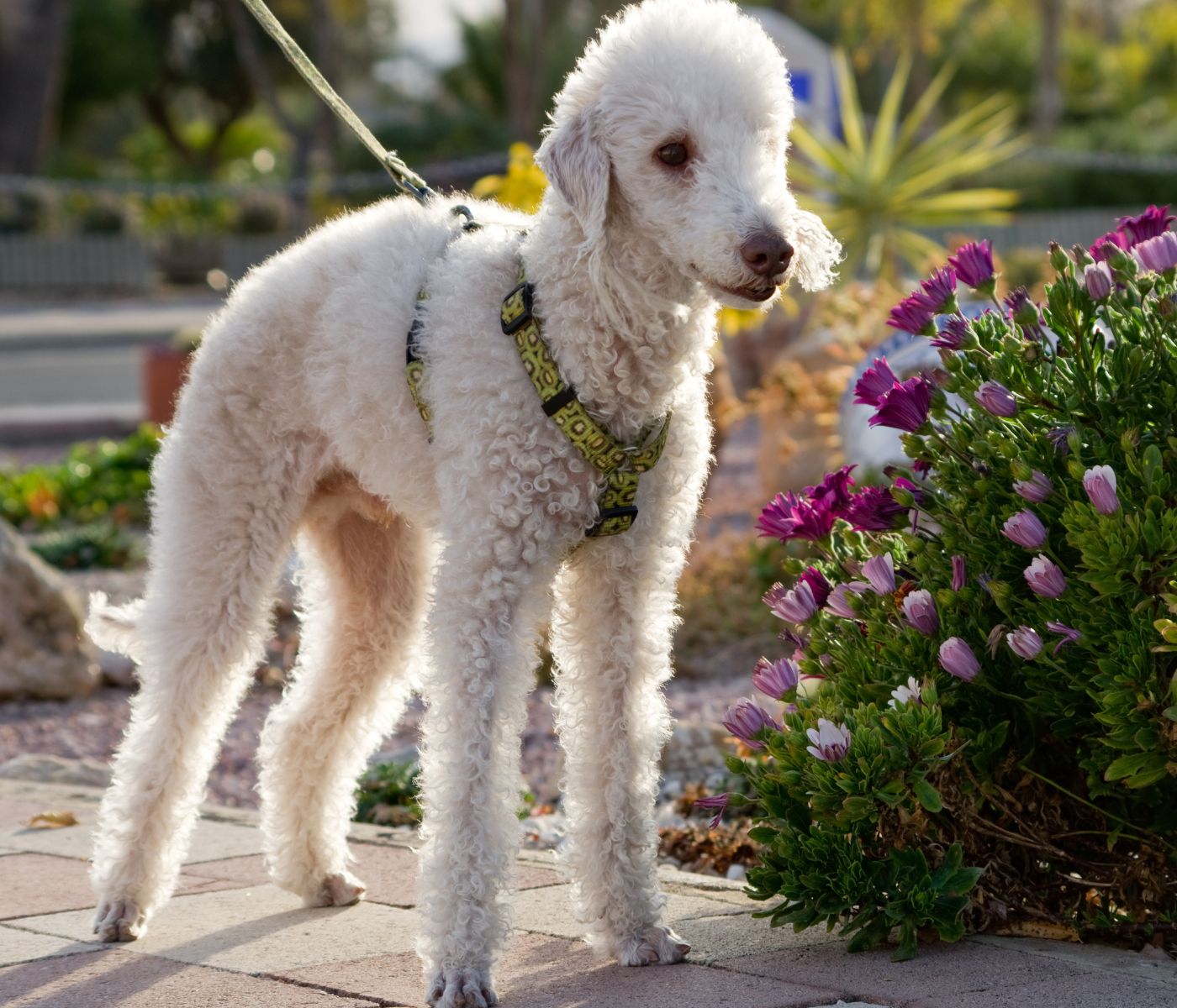 Bedlington terrier Poodle Mix