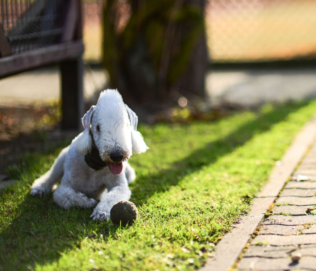 Bedlington terrier Poodle Mix