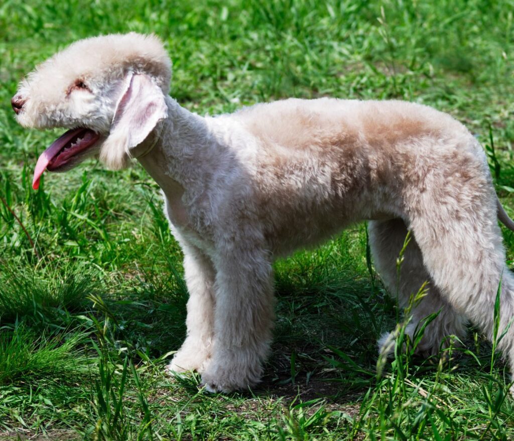 Bedlington terrier Poodle Mix