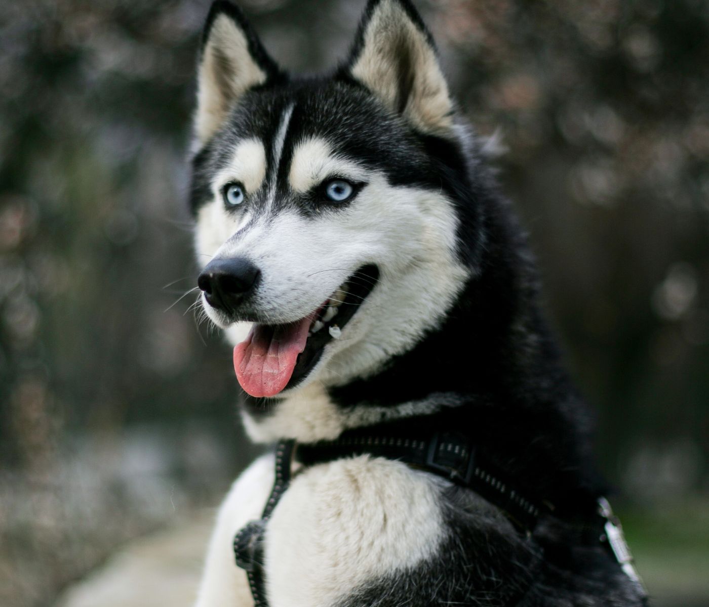 Belgian Husky Mix