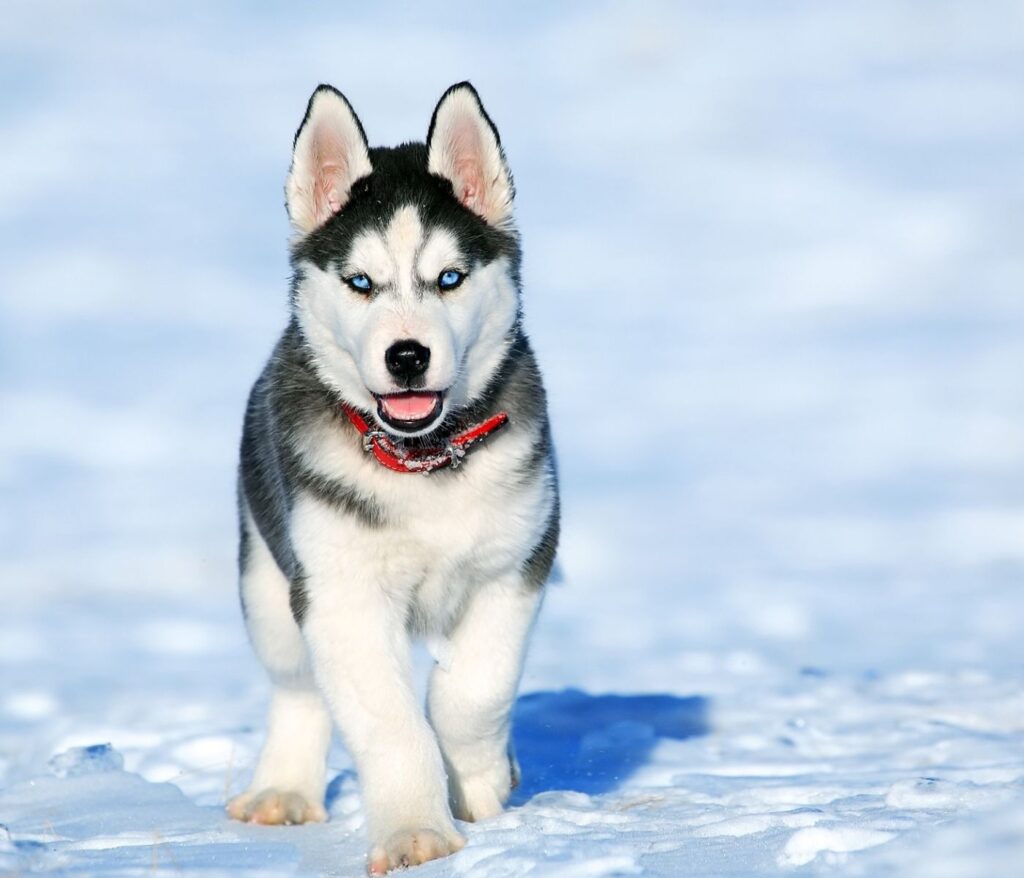 Belgian Husky Mix