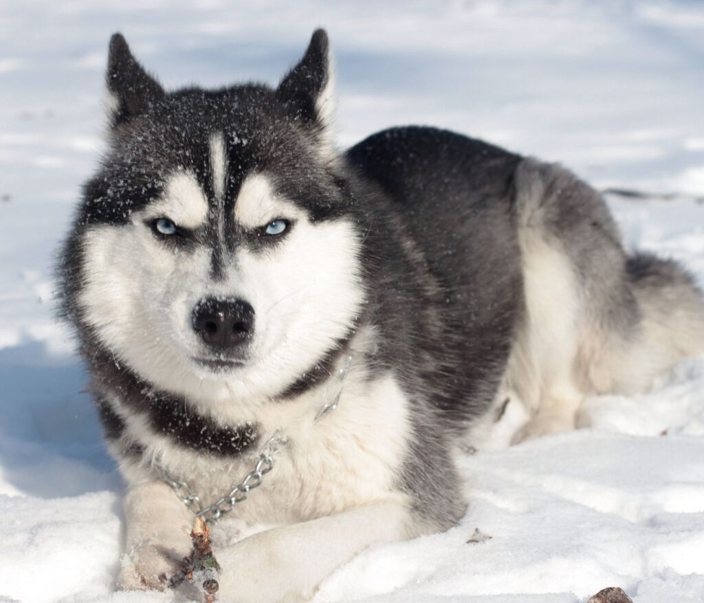 Belgian Husky Mix