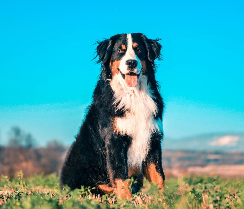 Bernese mountain dog Border Collie Mix 