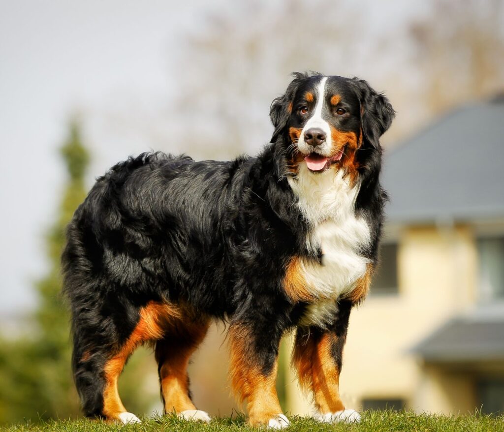 Bernese mountain dog Border Collie Mix 