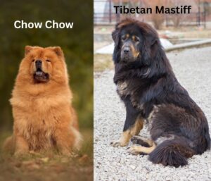 Chow Chow Vs Tibetan Mastiff