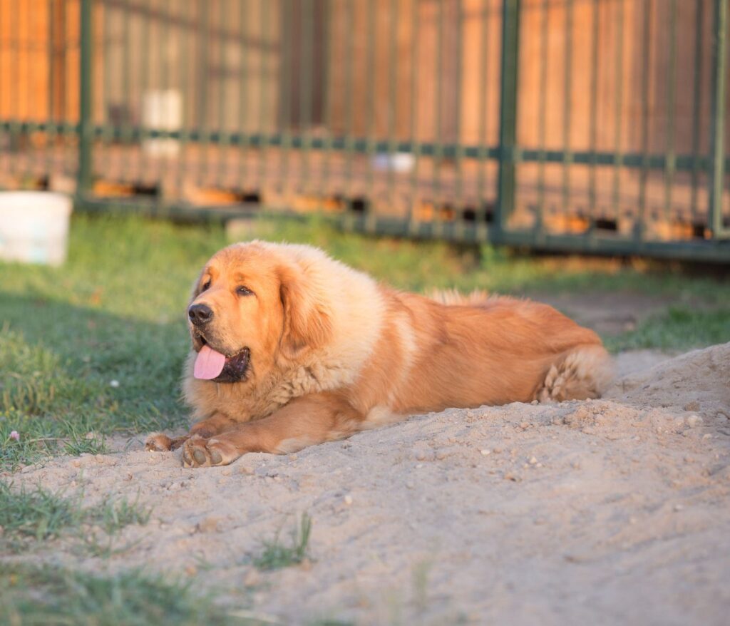 Chow Chow Vs Tibetan Mastiff