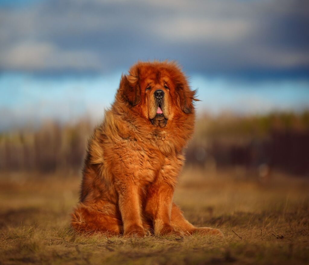 Chow Chow Vs Tibetan Mastiff