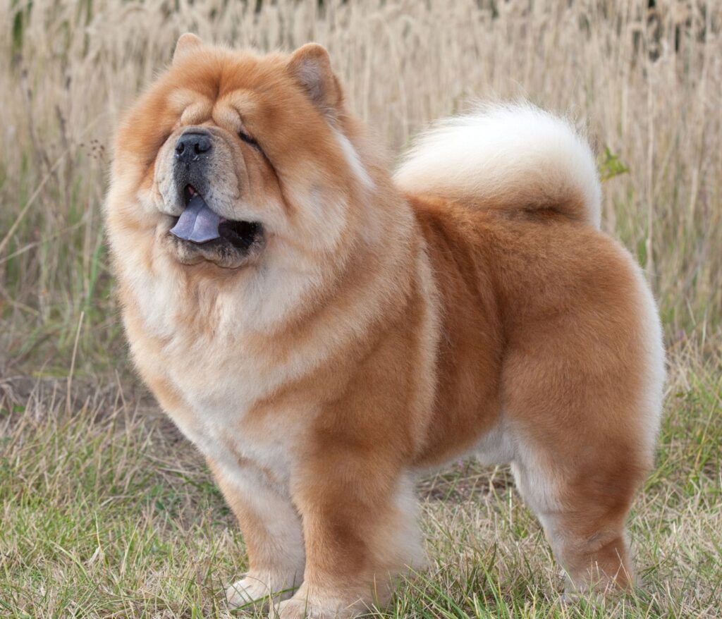 Chow Chow Vs Tibetan Mastiff