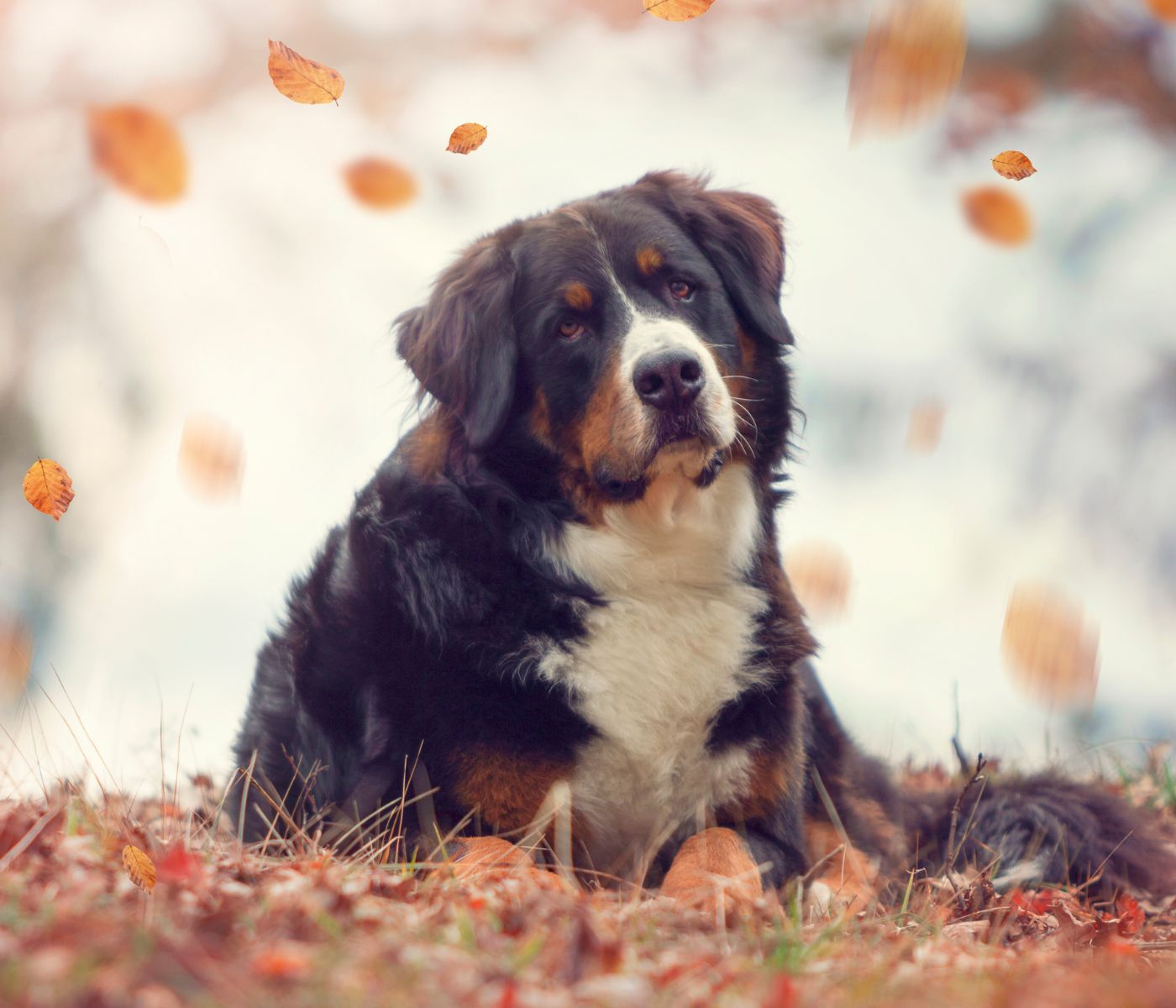 Bernese-Mountain-Dog-Lab-Mix