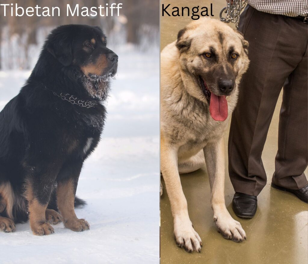 Tibetan Mastiff Vs Kangal