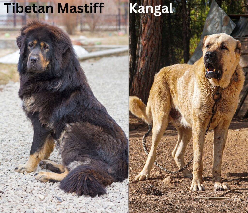 Tibetan Mastiff Vs Kangal