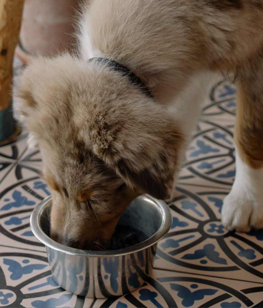 Can Dogs Eat Turkey Wings?