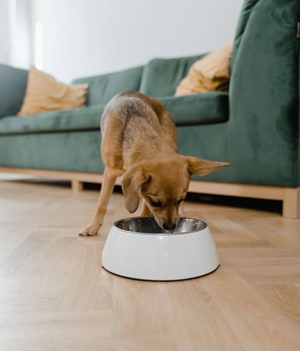 Can Dogs Eat Turkey Wings?