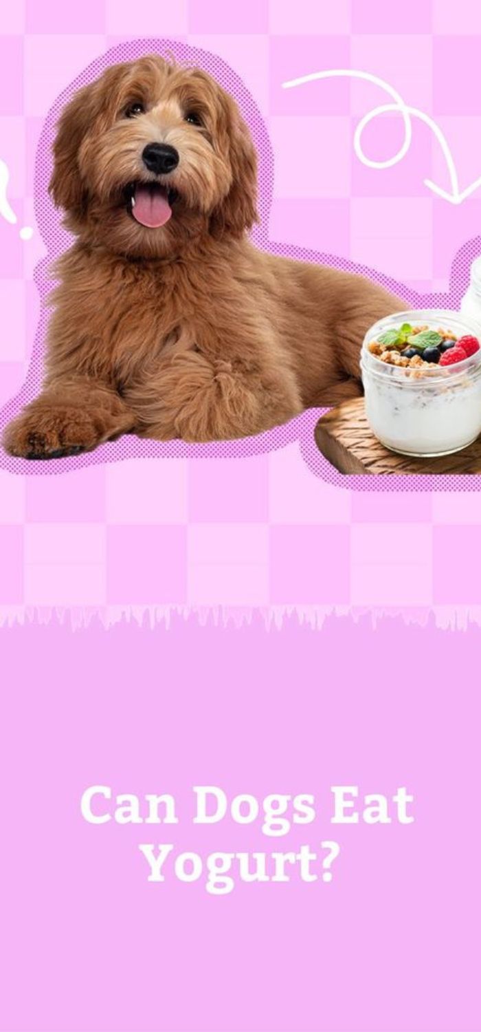 Is Frozen Yogurt Good For Dogs?