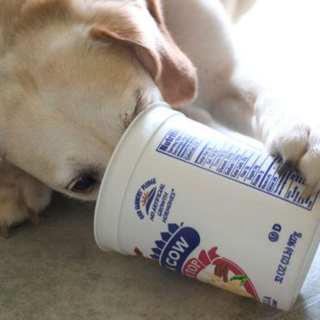 Is Frozen Yogurt Good For Dogs?