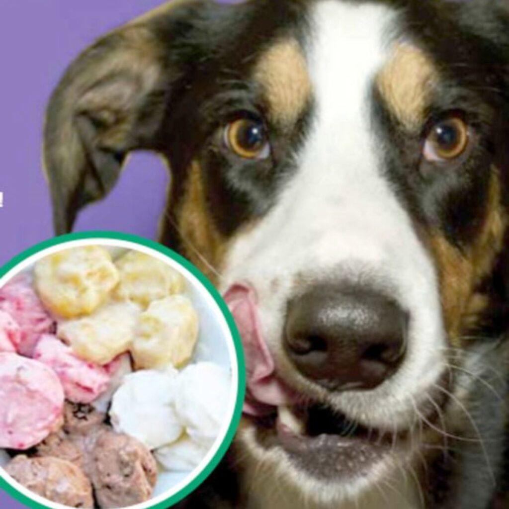 Is Frozen Yogurt Good For Dogs?