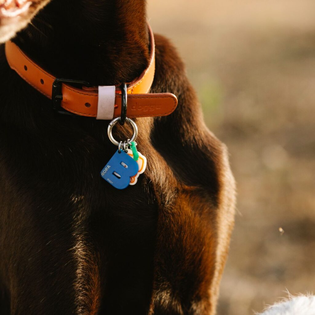 Can Dogs Be Allergic To Collars?