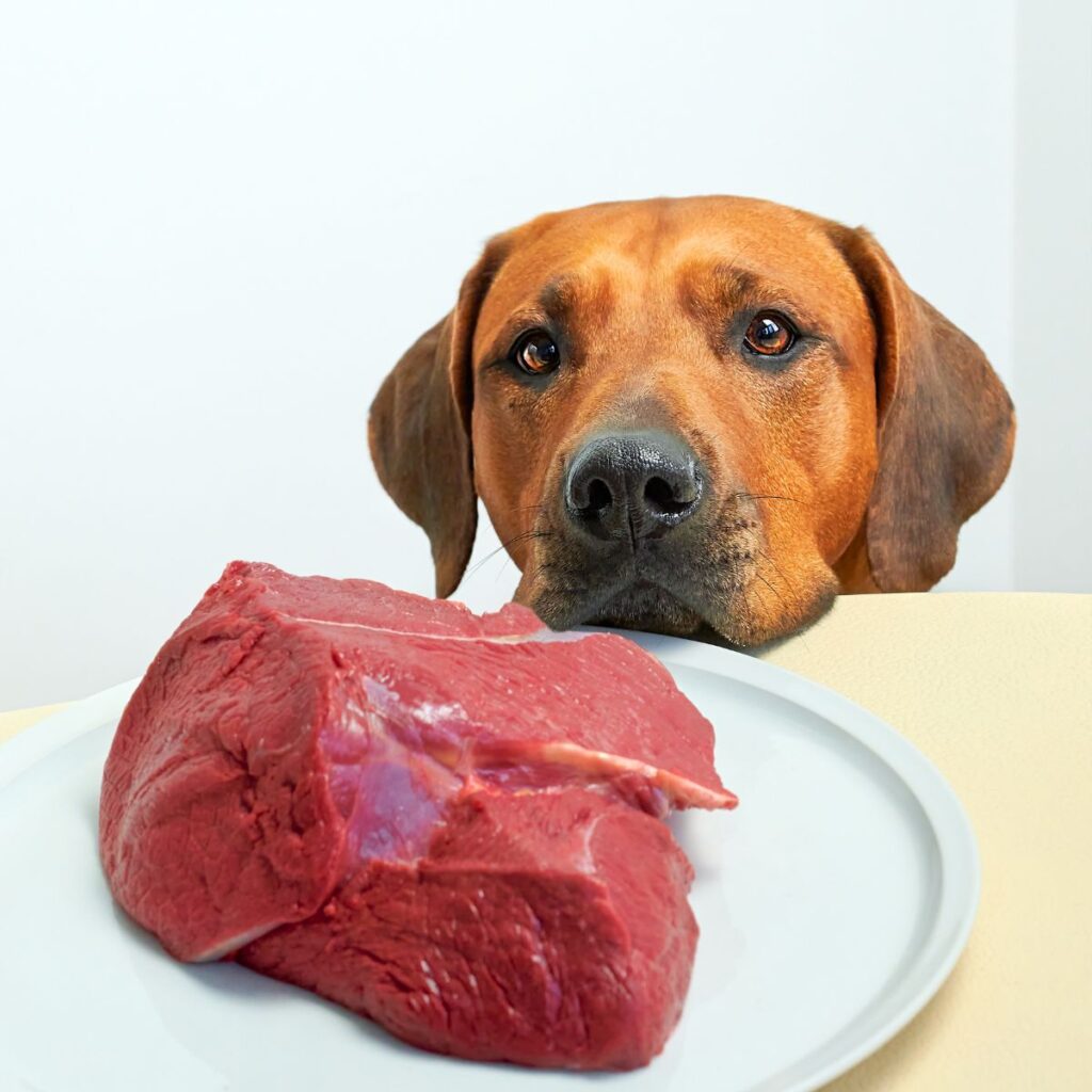 Is It Safe to Give Dogs Meat Tenderizer