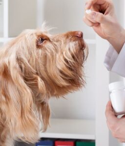 Can I Use Lidocaine on My Dog?