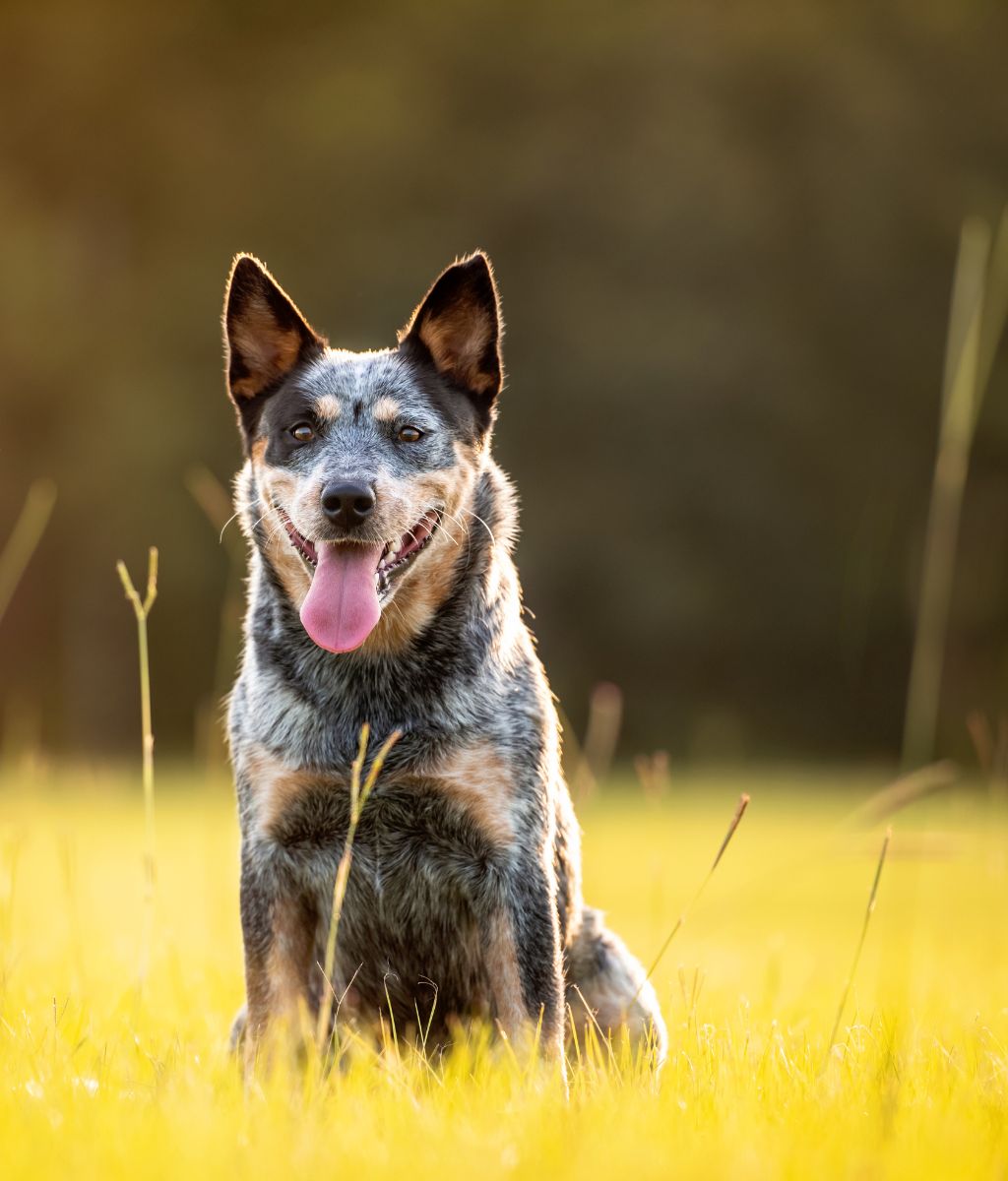 Are Blue heelers Aggressive?