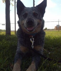 Are Blue heelers Aggressive?