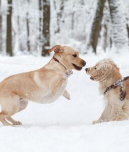 How Long Can a Dog Play In the Snow?