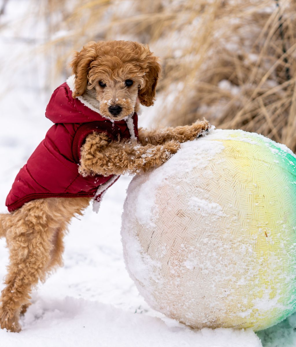 How Long Can a Dog Play In the Snow?