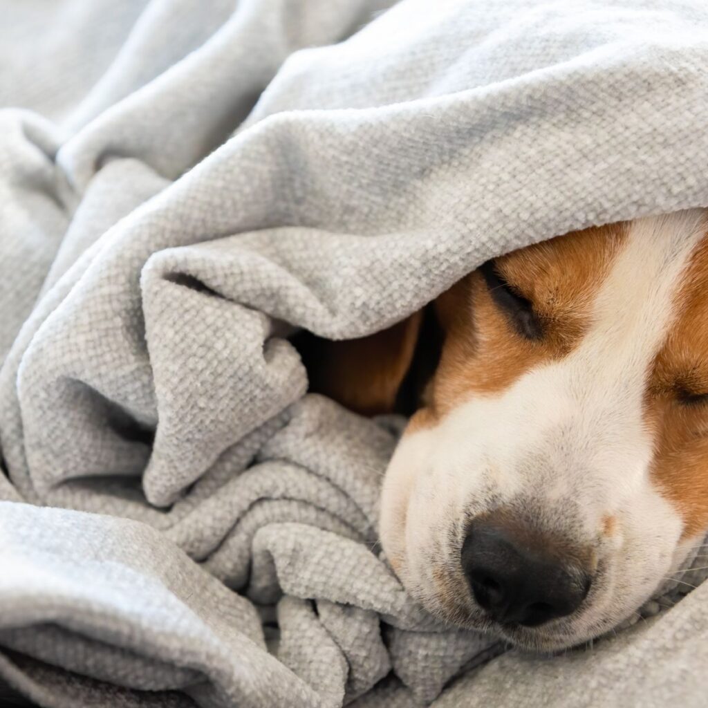 Do Dogs Like Sleeping In The Dark?