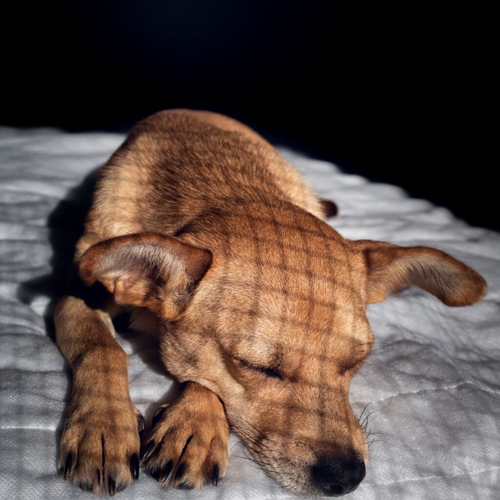 Do Dogs Like Sleeping In The Dark?