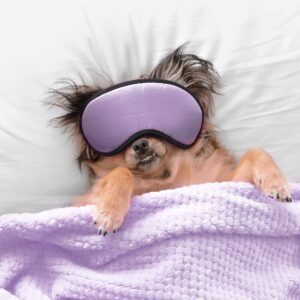 Do Dogs Like Sleeping In The Dark?