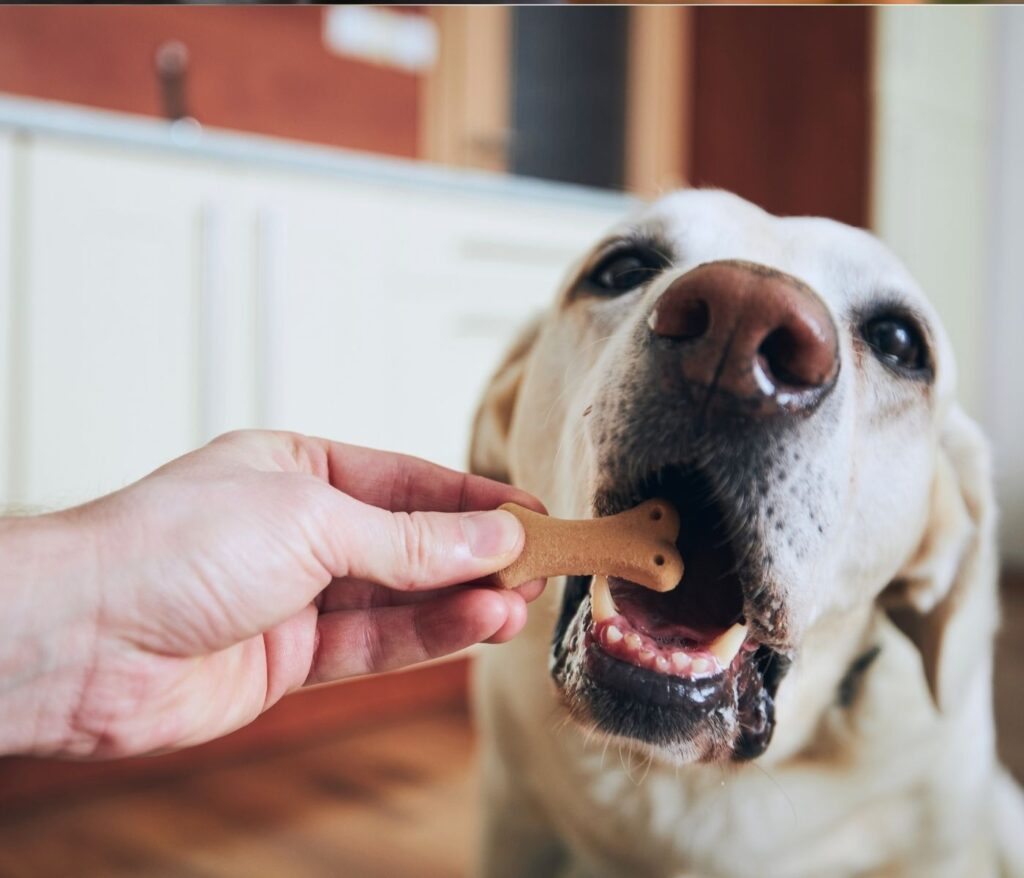 10 Homemade Dog Treat Recipes Your Pup Will Love