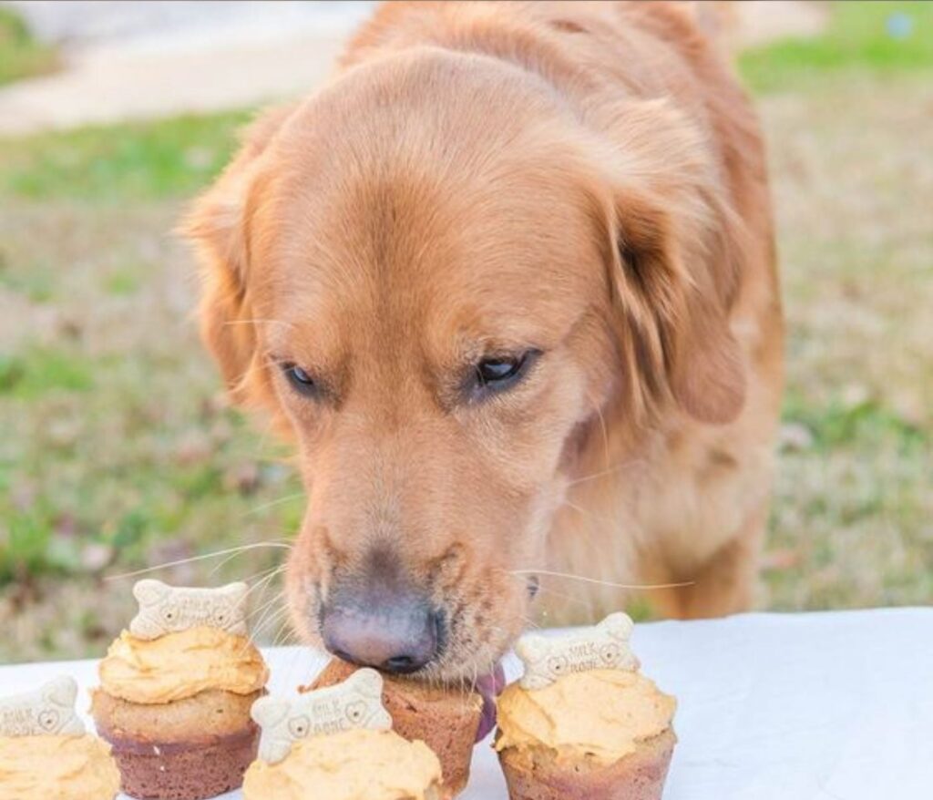 Cute and Easy DIY Dog Treat Recipes