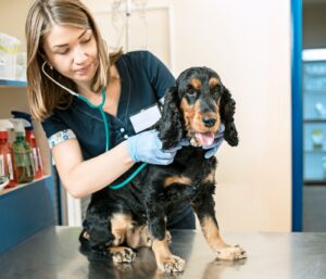 The Importance of Regular Vet Check Ups for Your Dog