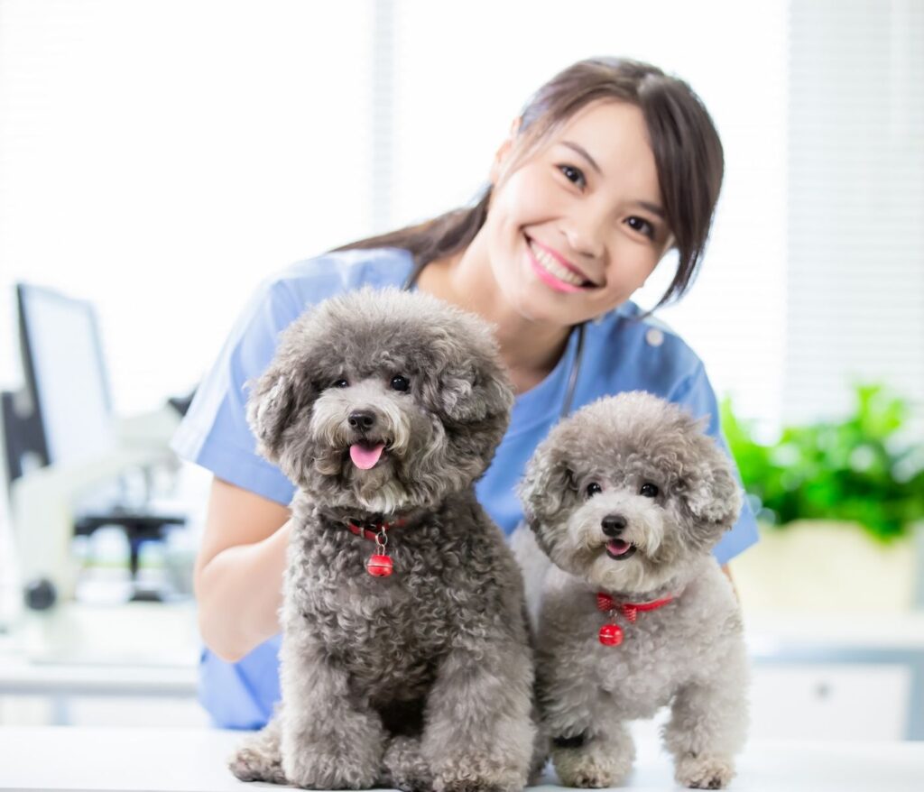 The Importance of Regular Vet Check Ups for Your Dog