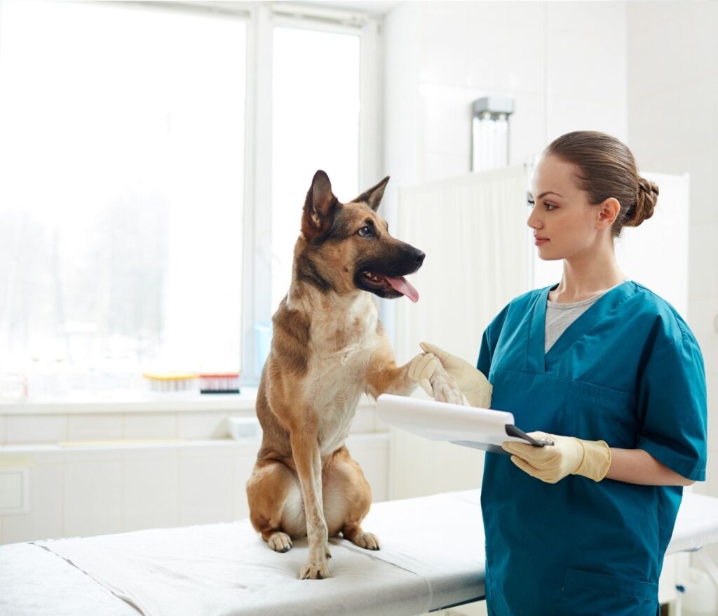 The Importance of Regular Vet Check Ups for Your Dog