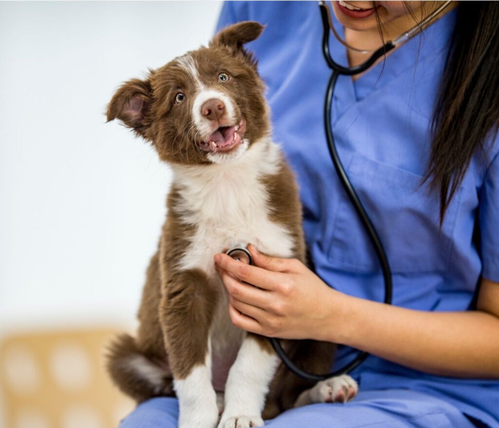 The Importance of Regular Vet Check Ups for Your Dog