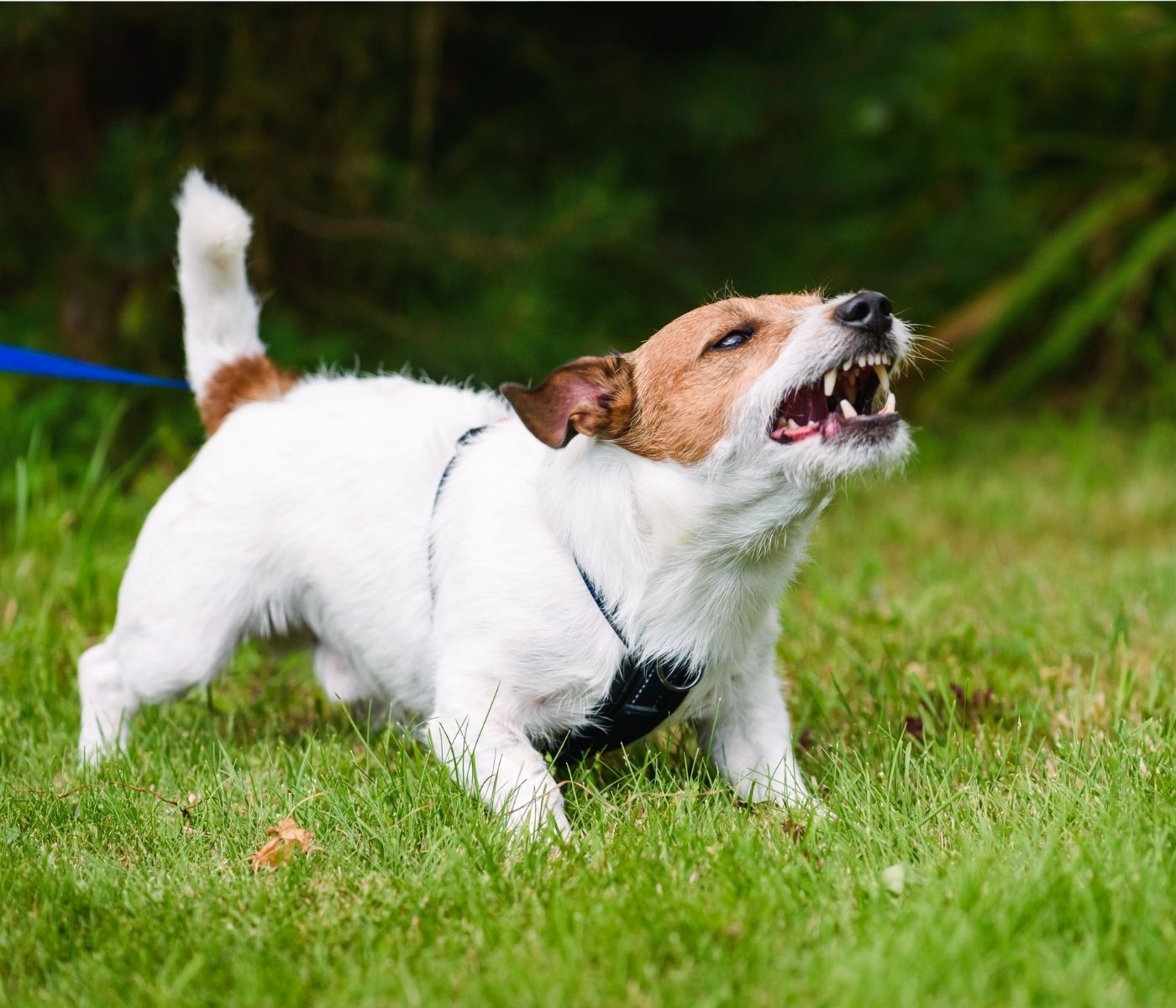 The Top 5 Most Intelligent Dog Breeds and How to Challenge Their Minds