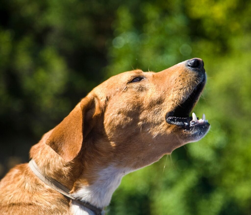 How to Stop Your Dog from Barking Excessively