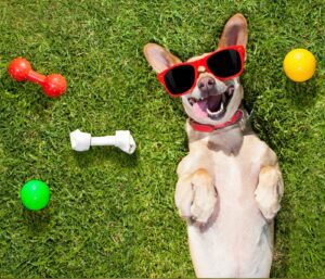 Fun Outdoor Activities to Enjoy with Your Dog